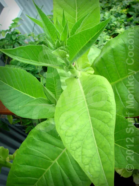 Heirloom Tobacco Seeds 100+ Seed Pack Best Germination Easy Grow: U.S.A. Grown