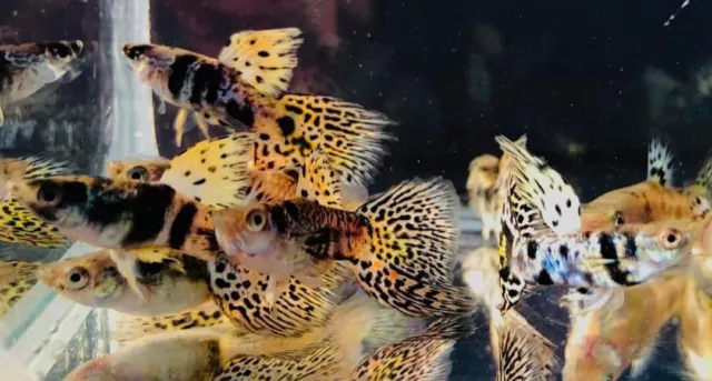 1 Trio Live Guppy Fish Tiger King Cobra High Quality Usa Seller 1 Male 2 Female 1 Trio Live Guppy Fish Tiger King Cobra High Quality Usa Seller 1 Male 2 Female