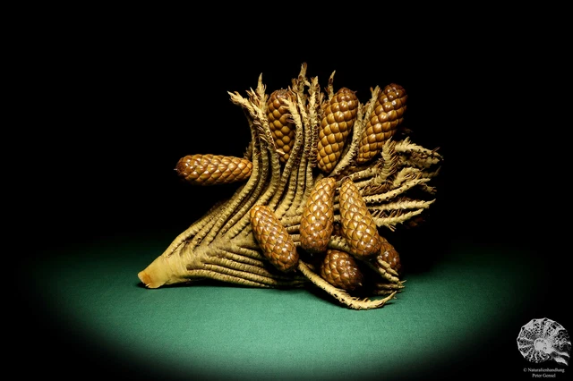 Raphia farinifera tropical centroáfrica palmera reciente frutos secos especie
