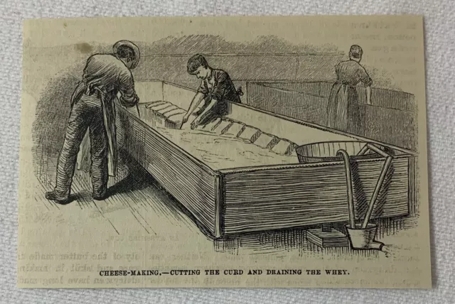 1880 magazine engraving ~ CHEESE MAKING - CUTTING THE CURD, GRINDING THE WHEY
