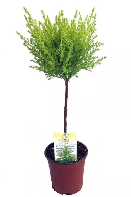 Lemon Scented Goldcrest Mini Poodle Cypress Tree - 4.5" Pot