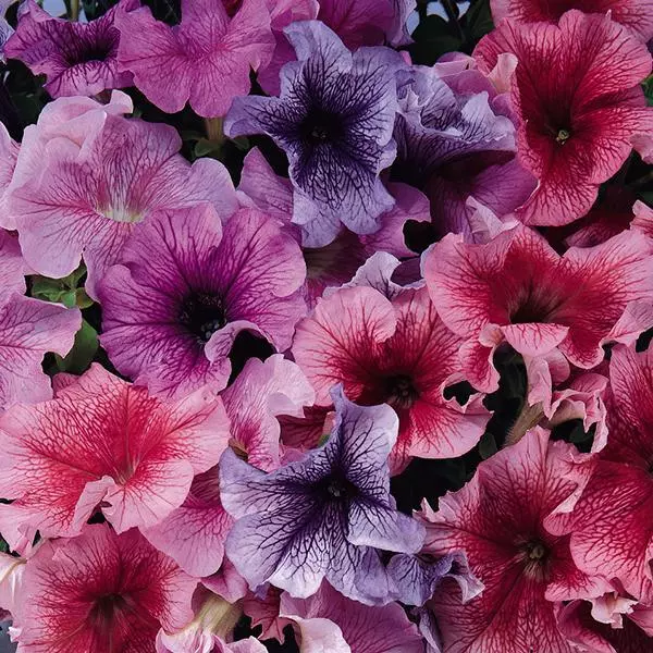 Petunia Daddy Mixed F1 Kings Quality Pack Flower Seeds