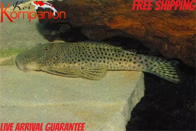 Albinus Rubber Pleco Plecostomus Free Shipping Koi Kompanion