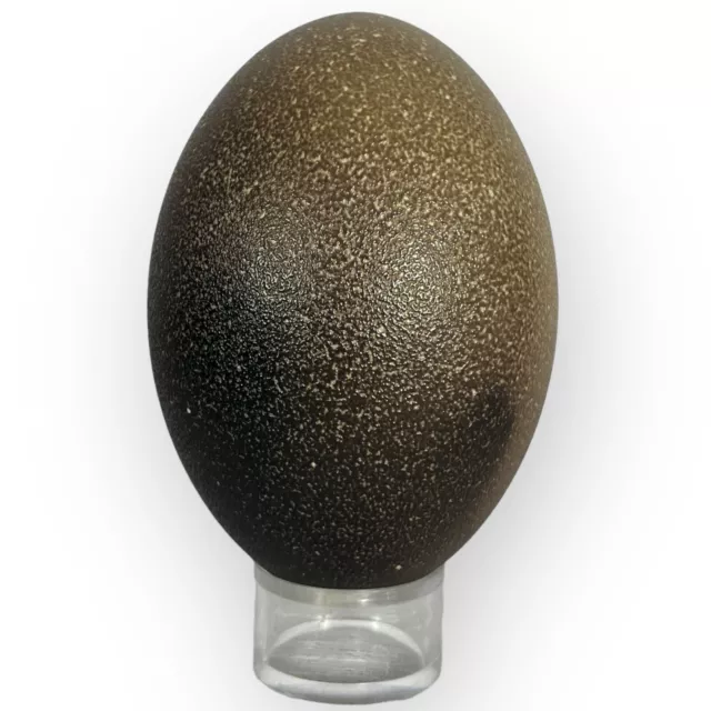 Blown Out Beautiful Ombre Black & Tan Emu Egg Shell (stand not included)