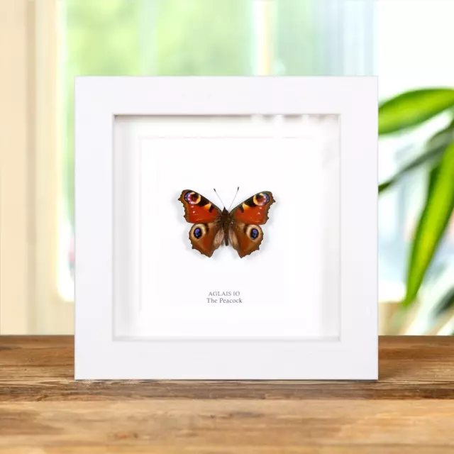 The Peacock Taxidermy Butterfly Frame (Aglais io) 2