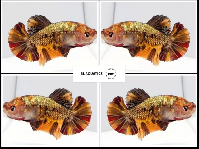 Live Betta Fish High Quality (MALE) Nemo Copper - USA Seller