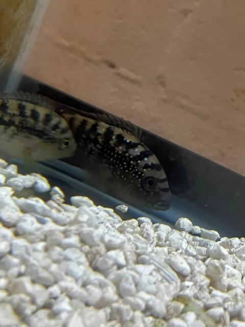 Jack Dempsey 4-5" Cichlid Live Fish
