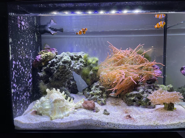 Fluval 10531 Sea EVO Marine Aquarium Tank Kit
