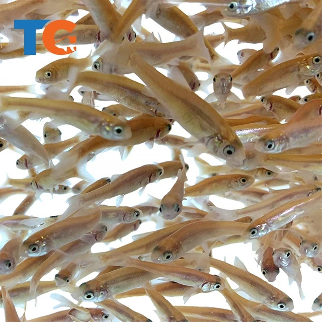 Toledo Goldfish LIVE Rosie Red Minnows