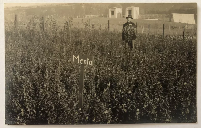 Cartolina Asiago campi menta animata Vicenza Veneto paesaggistica T12