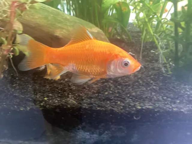 5 live Comet Feeder Goldfish