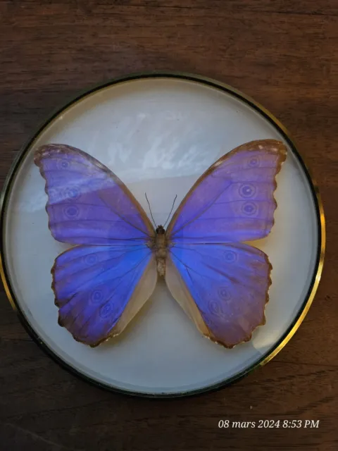 Cadre Rond,  Morpho Didius Papillon Bleu, PERU