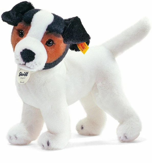 Noir et feu Jack Russel terrier in front of white background Photo Stock - Alamy