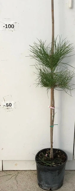 Pinus Mugo Mughus vaso 18cm foto reali – Vivaio Garden Forest