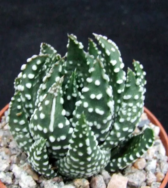 Haworthia Pumila  choice 5cm collectors succulent / cactus
