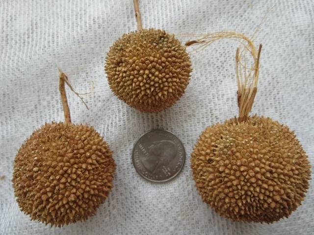 Seed Pods Heads 2021 Arizona Sycamore Tree Crafts Coronas Decoración 1,5" Diapositiva Lote 25 7
