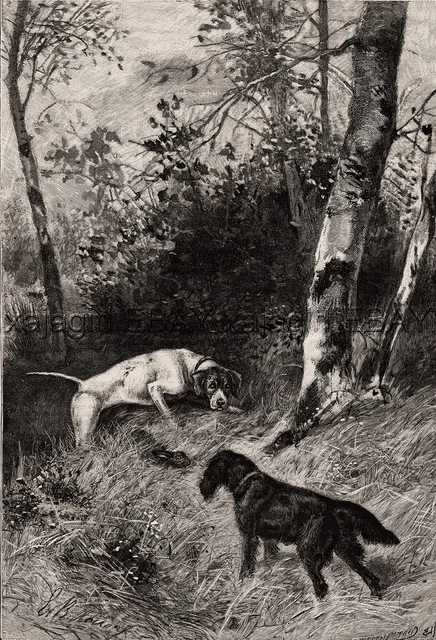 Dog Flat Coated Retriever & Pointer Find A Rabbit, Large 1880s Antique Print