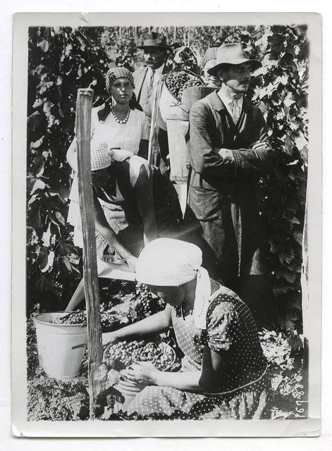 Photo presse Viticulteur Vin Vigne Ouvrier Tokaj Hongrie Récolte Raisin Travail