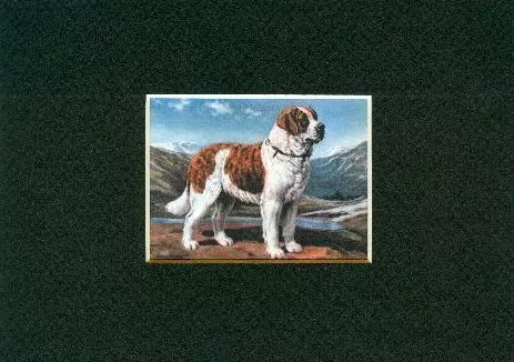 Saint Bernard - CUSTOM MATTED - Dog Art Print Gift - Megargee CLEARANCE