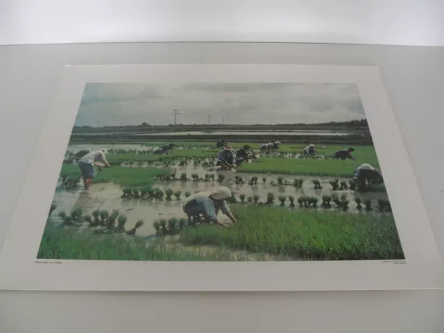 Ancienne Planche Affiche Poster Photo Repiquage Riziere Chinoise Chine Yang Tse