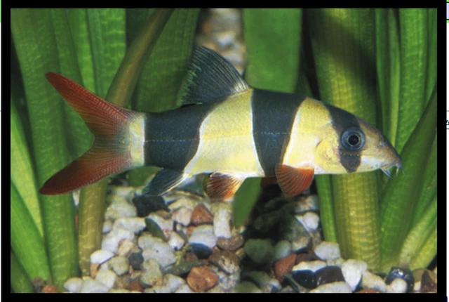 Clown Loach (Chromobotia macracantha) - Live Freshwater Fish
