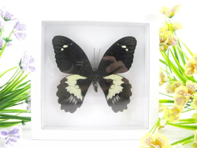 Great Mormon - beau papillon réel, conservé dans la vitrine 3D - qualité musée
