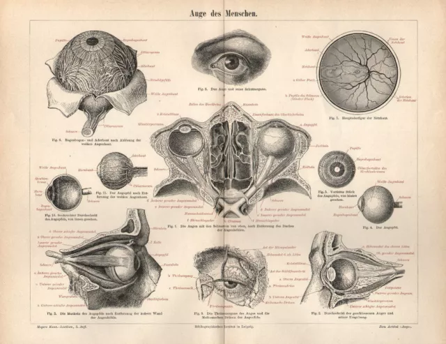 AUGE DES MENSCHEN  Lithographie 1893  Netzhaut Iris Pupille Sehnerv  Lid  Arzt