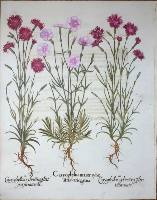 Kupferstich Nelken Carophyllus Besler Hortus Eystettensis Koloriert Deko 1713