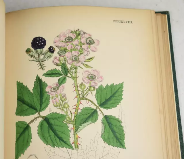 John Sowerby English Botany British Plants III 1864 WITH 167 Hand Coloured Plts