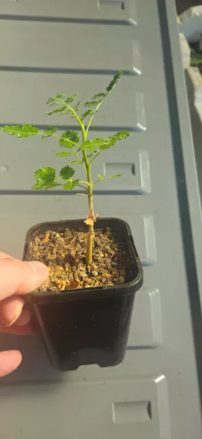 Boswellia sacra, rare Caudex Plant