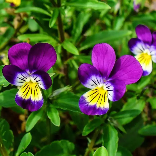 HEARTSEASE Kräuter getrocknet BIO Bulk Tee, Viola dreifarbig Kraut 2