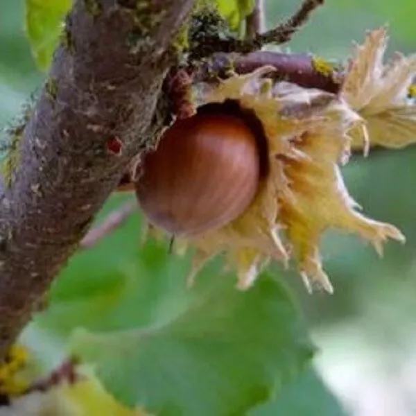 1 live American hazelnut up to 2 ft tall