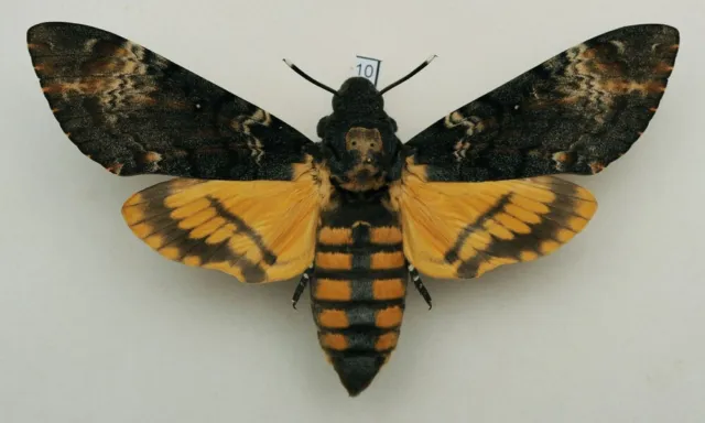 Acherontia atropos - Death's-head Hawk-moth - #10 - wingspan 123 mm - female