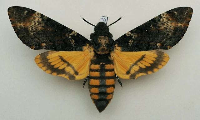 Acherontia atropos - Death's-head Hawk-moth - #10 - wingspan 123 mm - female