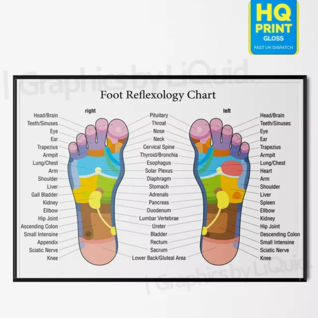 Foot Reflexology Colour Coded Massage Joint Anatomy Chart Poster *Laminate A4 A3