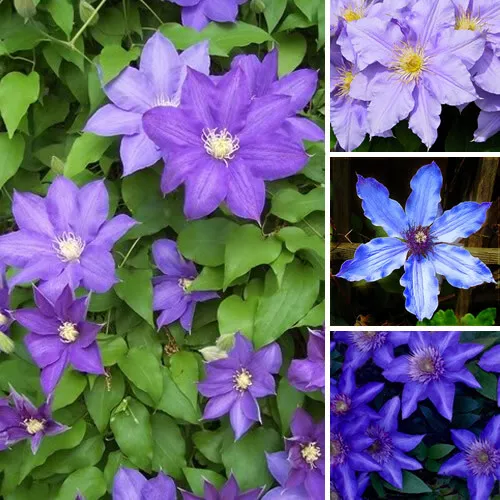 1 X Clematis Blue Purple Coloured Large Flowering Climber Hardy Plant In Pot