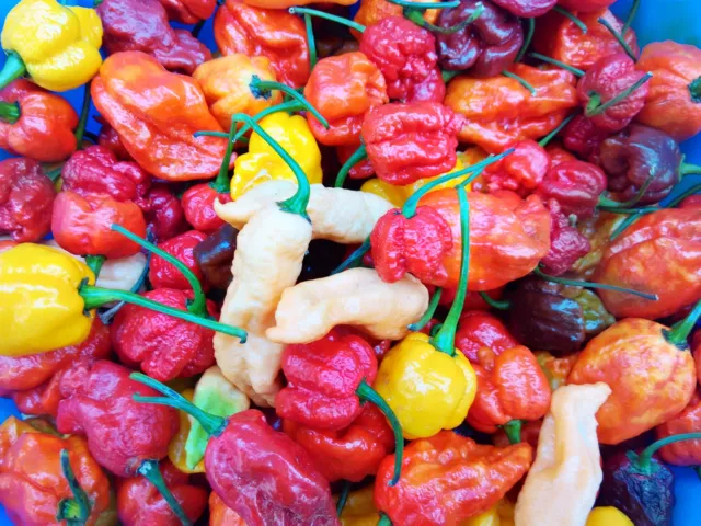 220 Semi Peperoncino Mix 11 Varietà' Carolina Reaper, Moruga Scorpion, Jigsaw