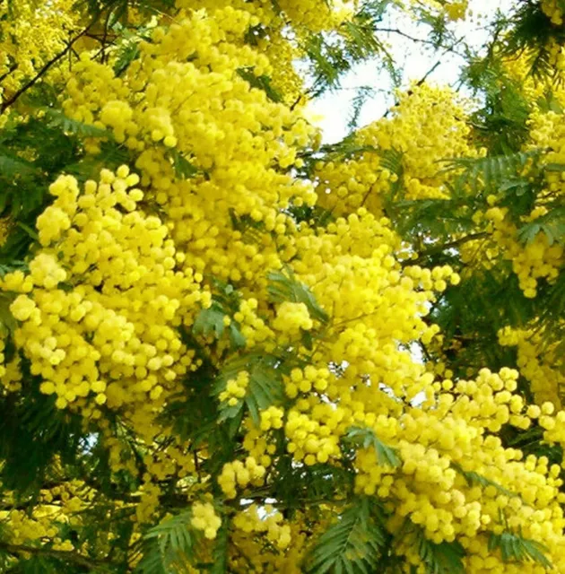 ACACIA DEALBATA   mimosa