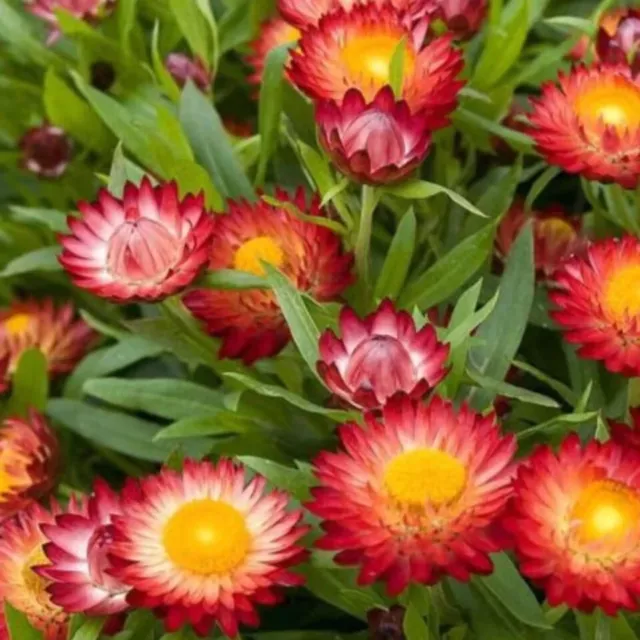 Everlasting  Daisy 800 Seeds XEROCHRYSUM (Helichrysum) bracteatum Mixed cottage