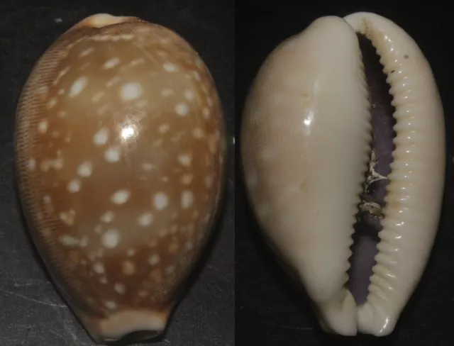 Tonyshells Seashells Cypraea vitellus PACIFIC DEER COWRY 46.5mm F+++/GEM Superb