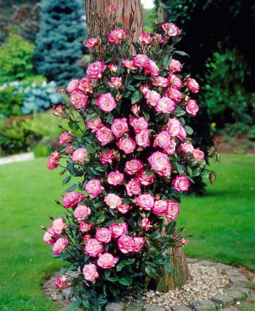 Climbing Rose Shrub Flower Garden Cream Rich Rose Pink Plant "Handel" Bare Roots