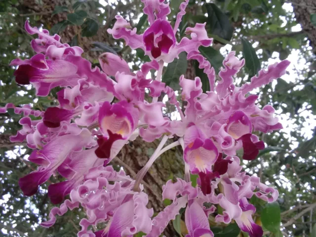 Astro Jaguar on X: Schombocatonia Mem. Louise Fuchs X. Cattleya