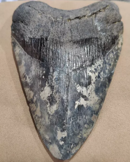 Large Megalodon Tooth Ocean Fossil No Repair 5 Inches 5/8 Commercial Grade