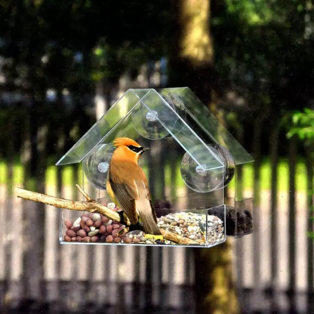 Finestra trasparente Mangiatoia per Uccelli Birdfeeder Birdhouse di