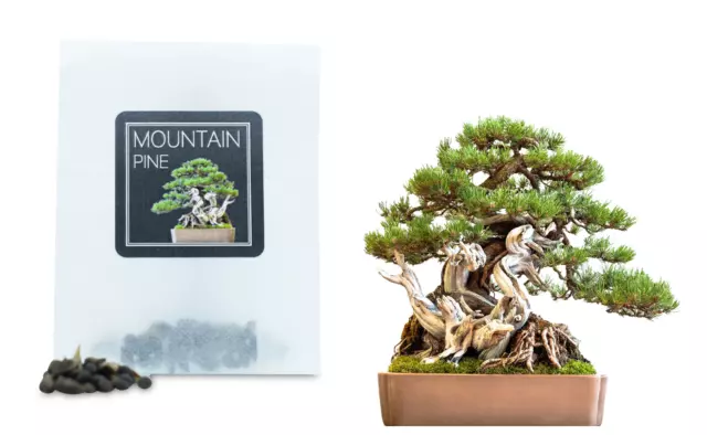 30 Mountain Pine Bonsai Seeds | Grow Your Own Bonsai Tree | Beginners Gift