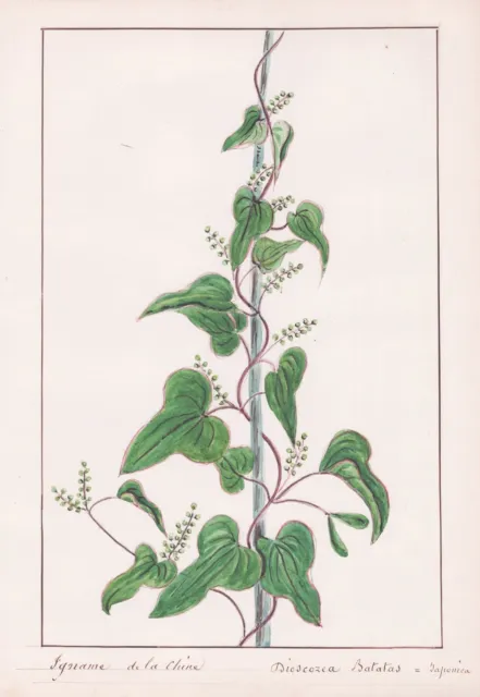 Dioscorea Batatas Patate Douce Plante Plant Fleurs Botany Aquarelle 1830