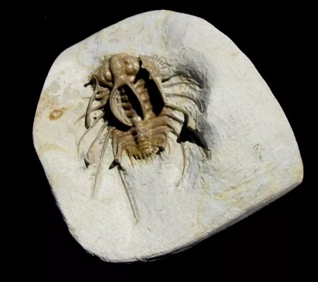 Extinctions- Very Striking Ceratonurus Trilobite Fossil, Oklahoma - Super Spiny!