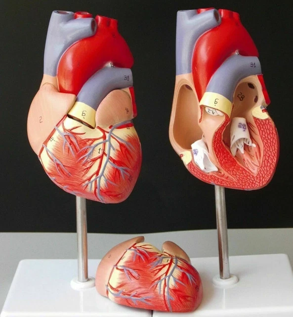 Anatomical Worldwide The Human Vascular System And Vi vrogue.co