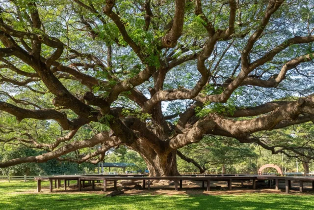 15 Samen Regenbaum Albizia saman Rain Tree Bonsai Zier Baum Pflanze Exotisch