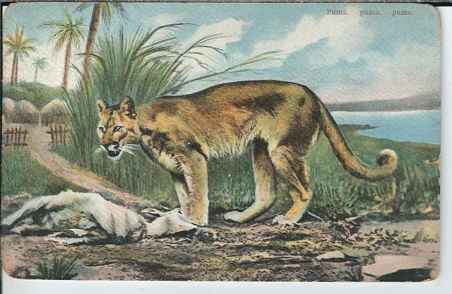 CA-394 Puma, Cougar, Mountain Lion, Divided Back Postcard Brooklyn NY PM 1908
